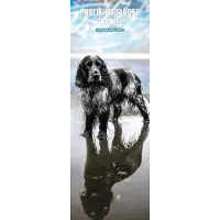 Magnet & Steel Englischer Springer Spaniel Kalender 2027 Slimline