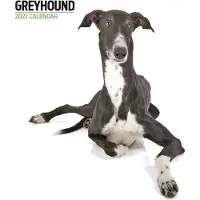 Magnet & Steel Greyhound Modern Kalender 2027