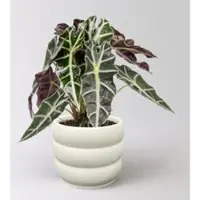 Pflanzen-Kölle Alocasia 'Polly', in Keramiktopf Byron, Topf-Ø 17 cm, Höhe ca. 45 cm
