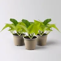 Kölle Efeutute 'Lime', gelbgrün, Topf-Ø 12 cm, 3 Pflanzen