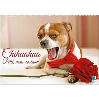 Sonstige Verlage Chihuahua : petit, mais costaud (Calendrier mural 2027 DIN A2 vertical), CALVENDO calendrier mensuel