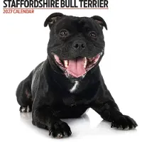 Magnet & Steel Staffordshire Bull Terrier – Moderner Kalender 2027