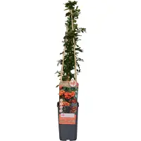 Everspring Feuerdorn 'Orange Glow' Pyracantha 60 bis 80 cm im Container Orange Beeren