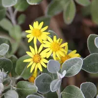 Arborix Brachyglottis 'Sunshine' Brachyglottis 20 bis 30 cm im Container Silbriges Laub