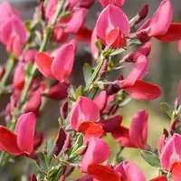 Arborix Ginster 'Boskoop Ruby' Cytisus 40 bis 60 cm im Container Rot Blühend