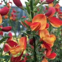 Arborix Ginster 'Goldfinch' Cytisus 40 bis 60 cm im Container Kompakt Wachsend
