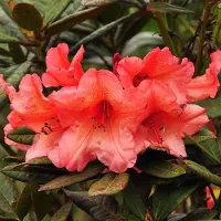 Arborix Rhododendron 'Tortoiseshell Orange' 40 bis 50 cm im Container Für Sauren Boden