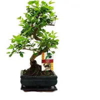 Famanu Bonsai Geschenkset - 7 Jahre alter Liguster Bonsai mit Keramiktopf