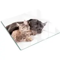 Tulup GLASPLATTE 60x52 cm Hund und Katze