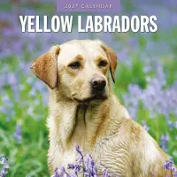 Red Robin Blonder Labrador Retriever Kalender 2027