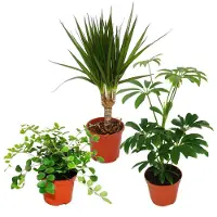Exotenherz Zimmerpflanzen Set mit 3 Pflanzen - Typ 2 - 9cm
