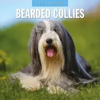 Red Robin Bearded Collie Kalender 2027