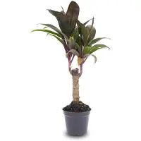 Urbanjngl Mini-Palm - Cordyline Fruticosa 'Purple Compacta' - Terrarium Plant - Potmaat 6
