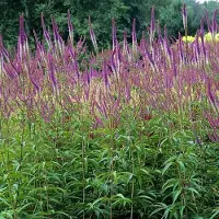 Arborix 6 x Kandelaber-Ehrenpreis 'Fascination' Veronicastrum virginicum Topf 9cm Beetpflanze