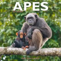 Avonside Publishing Ltd. Affen Kalender 2027