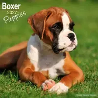 Avonside Publishing Ltd. Boxer-Welpen Kalender 2027