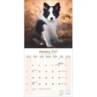 Avonside Publishing Ltd. Border Collie Kalender 2027