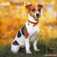 Avonside Publishing Ltd. Jack-Russell-Terrier Kalender 2027