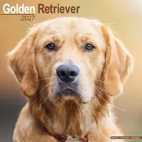 Avonside Publishing Ltd. Golden Retriever Kalender 2027