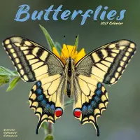 Avonside Publishing Ltd. Schmetterling Kalender 2027