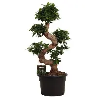 Merkloos Ficus Microcarpa Ginseng Bonsai Baum 80-110 cm