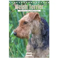 CALVENDO Welsh Terrier – Abenteuer mit einem treuen Freund (Schreibtischkalender 2027, DIN A5, Hochformat), 12-Monats-Schreibtischkalender