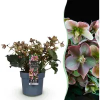 Green Boutiq GreenboutiQ - Gartenpflanze - Lenzrose - Helleborus Angels Glow - Rosa Blüte - Immergrün - Topf 19cm Höhe 50cm