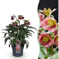 Green Boutiq GreenboutiQ - Gartenpflanze - Lenzrose - Helleborus Dacaya - Rosa Blüte - Immergrün - Topf 19cm Höhe 50cm