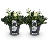 Green Boutiq GreenboutiQ - Gartenpflanze - Weihnachtsrose - Helleborus Christmas Carol - Weiße Blüte - 2 Pflanzen - Immergrün - Topf 17cm Höhe 35cm