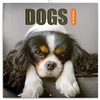 OEM Tierkalender 2024 - Kalender mit Monatsansicht - Tiere 30 x 30 cm - Schöne Fotos von verschiedenen Hunderassen - Ideal für Tierschützer und Hundefreunde