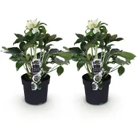 Green Boutiq GreenboutiQ - Gartenpflanze - Lenzrose - Helleborus orientalis Double Ellen White - Weiße Blüte - 2 Pflanzen - Immergrün - Topf 14cm Höhe 35cm