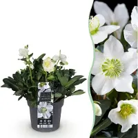 Green Boutiq GreenboutiQ - Gartenpflanze - Weihnachtsrose - Helleborus Christmas Carol - Weiße Blüte - 1 Pflanze - Immergrün - Topf 17cm Höhe 35cm
