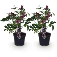 Green Boutiq GreenboutiQ - Gartenpflanze - Lenzrose - Helleborus orientalis Double Ellen Red - Rote Blüte - 2 Pflanzen - Immergrün - Topf 14cm Höhe 35cm