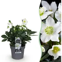 Green Boutiq GreenboutiQ - Gartenpflanze - Weihnachtsrose - Helleborus Christmas Carol - Weiße Blüte - 1 Pflanze - Immergrün - Topf 14cm Höhe 30cm