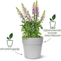 Elho Vibia Straight Pflanztopf Ø47 cm