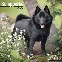 Avonside Publishing Ltd. Schipperke Kalender 2027