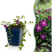 Green Boutiq - Staude - Vinca minor Atropurpurea - Maagdenpalm - Bodendecker - Lila - 12 Pflanzen - Topf 11cm - Höhe 15-25cm