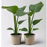 Kölle Strelitzia nicolai, Topf-Ø 12 cm, 2 Pflanzen
