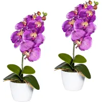 Creativ Green "Orchidee Phalaenopsis" im Keramiktopf