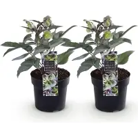 Green Boutiq GreenboutiQ - Gartenpflanze - Lenten Rose - Helleborus sternii Silver Dollar - Grüne Blüte - 2 Pflanzen - Immergrün - Topf 14cm Höhe 35cm