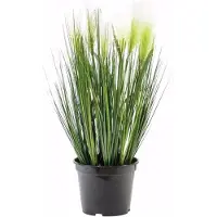 Europalms Federgras