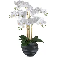 Gasper Phalaenopsis Orchidee 70 cm in Weiß - Pflegeleichte Kunstpflanze im schwarzen Topf