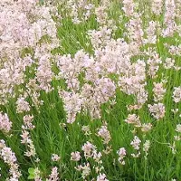 Arborix 6 x Lavendel 'Rosea' Lavandula angustifolia Topf 9cm Duftende rosa Blüten