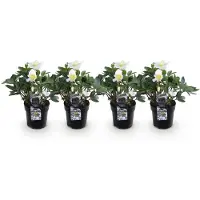 Green Boutiq GreenboutiQ - Gartenpflanze - Weihnachtsrose - Helleborus Christmas Carol - Weiße Blüte - 4 Pflanzen - Immergrün - Topf 10,5cm Höhe 25cm