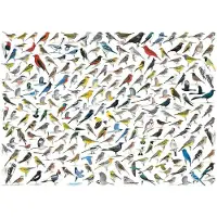 Eurographics The World of Birds by David Sibley