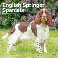 BrownTrout Englischer Springer Spaniel Kalender 2027