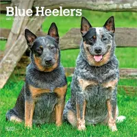 BrownTrout Blue-Heeler Kalender 2027