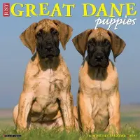 Sonstige Verlage Great Dane Puppies 2027 12 X 12 Wall Calendar