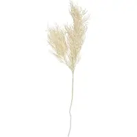 PT Living Asparagus Fern Stem