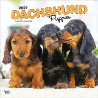 BrownTrout Teckel-Welpen Kalender 2027